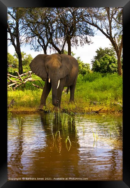Lone Elephant Chobe River Botswana Africa Framed Print by Barbara Jones