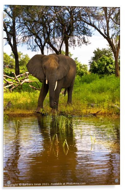 Lone Elephant Chobe River Botswana Africa Acrylic by Barbara Jones