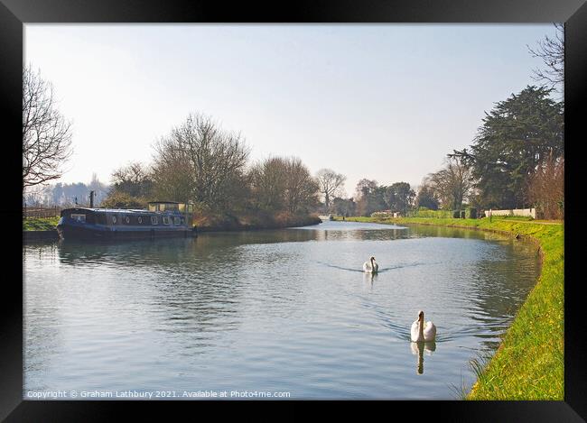 Swans on the Gloucester & Sharpness Canal, Frampton Framed Print by Graham Lathbury
