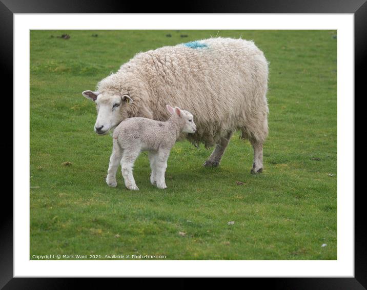 A Lamb with Mother. Framed Mounted Print by Mark Ward
