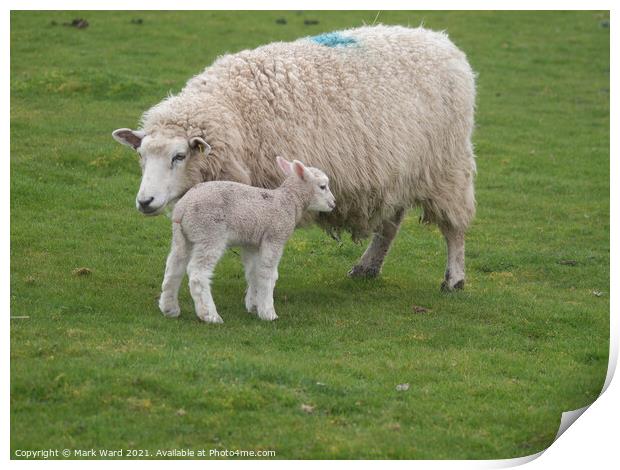 A Lamb with Mother. Print by Mark Ward