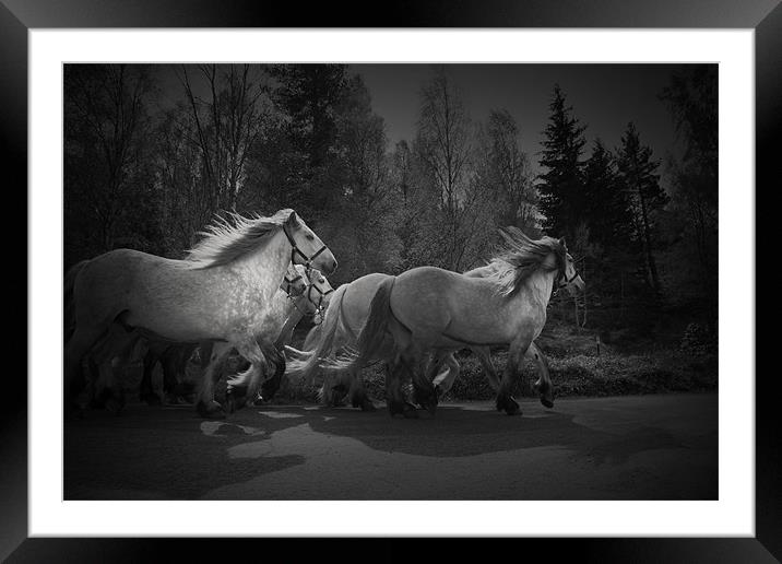the Queen's horses Framed Mounted Print by Dorit Fuhg