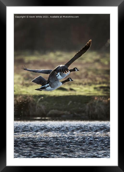 Two Canadian geese flying off Framed Mounted Print by Kevin White