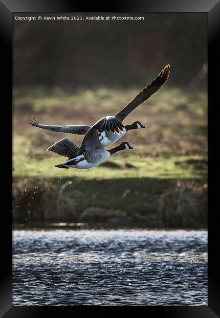 Two Canadian geese flying off Framed Print by Kevin White