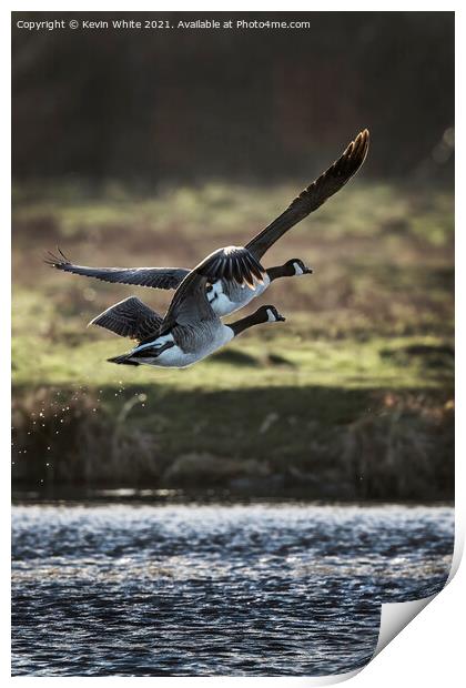 Two Canadian geese flying off Print by Kevin White