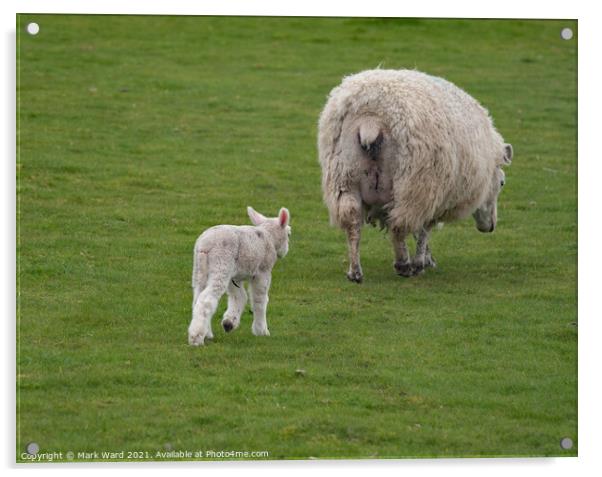 Lamb following Mother. Acrylic by Mark Ward