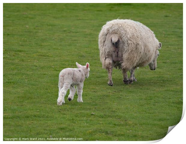 Lamb following Mother. Print by Mark Ward