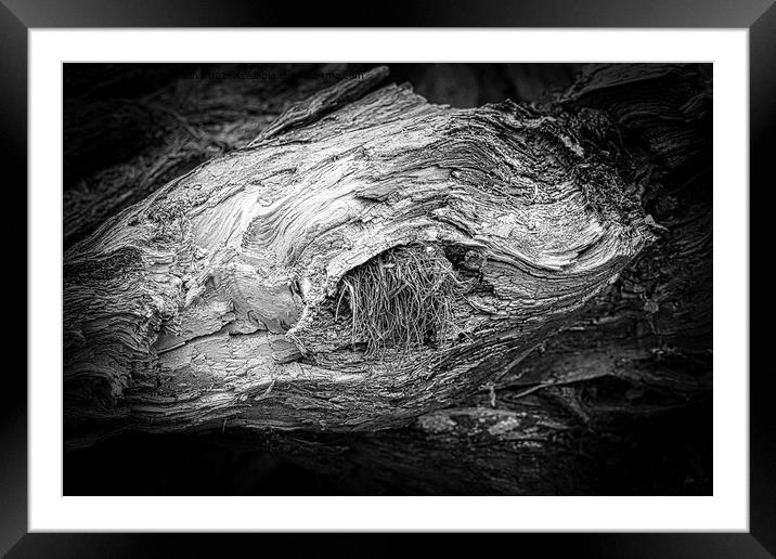Beauty is in the eye of the beholder - gnarled tree trunk Framed Mounted Print by Jules D Truman