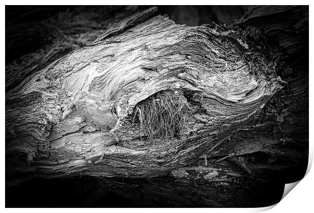Beauty is in the eye of the beholder - gnarled tree trunk Print by Jules D Truman