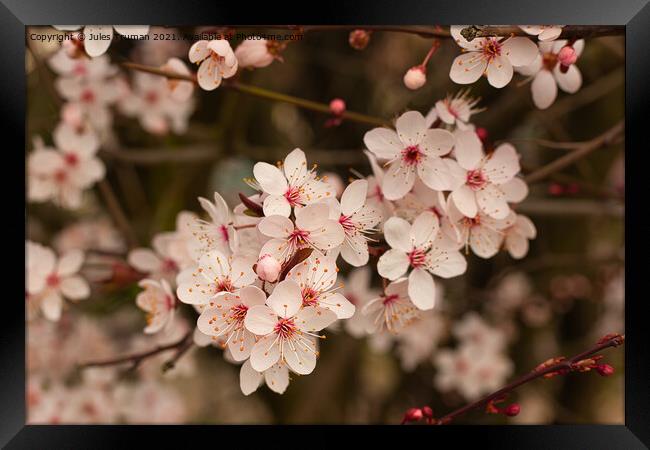 Cherry Blossom Spring Tree 1 Framed Print by Jules D Truman