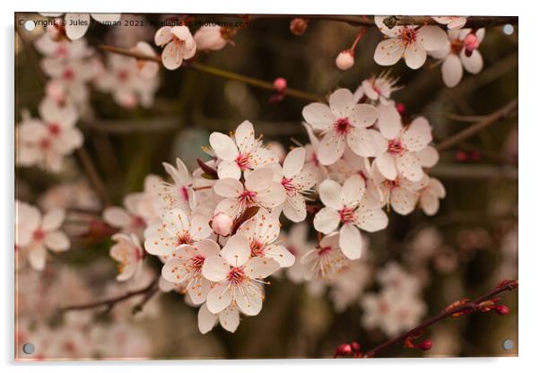 Cherry Blossom Spring Tree 1 Acrylic by Jules D Truman