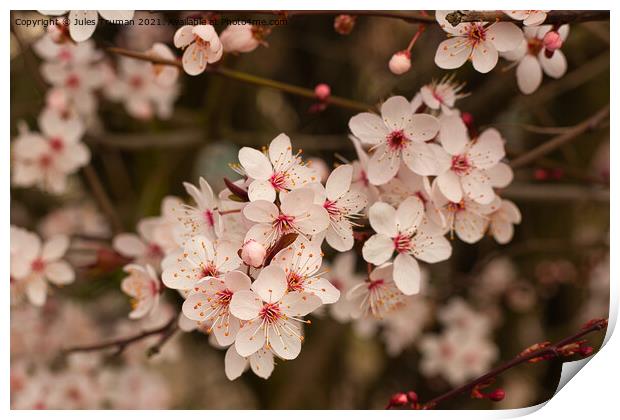 Cherry Blossom Spring Tree 1 Print by Jules D Truman