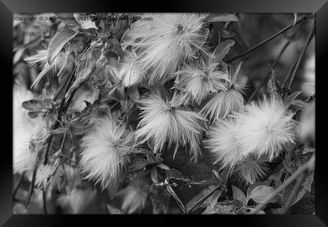 Clematis seeds bnw Framed Print by Jules D Truman