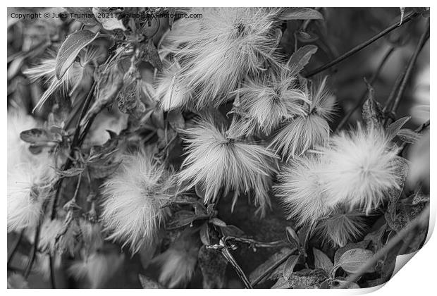 Clematis seeds bnw Print by Jules D Truman