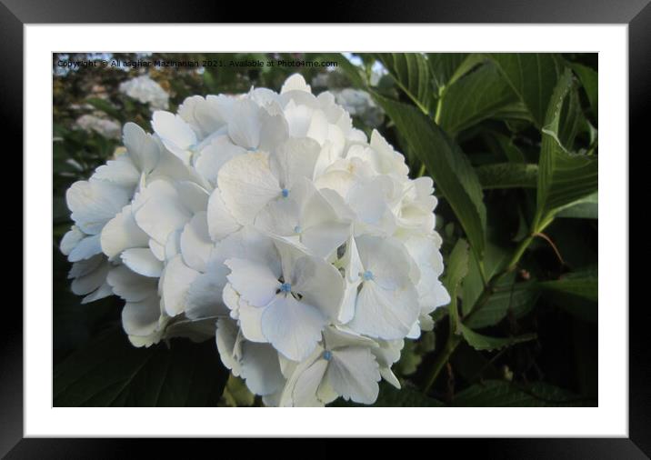 A nice white  flower on a plant Framed Mounted Print by Ali asghar Mazinanian