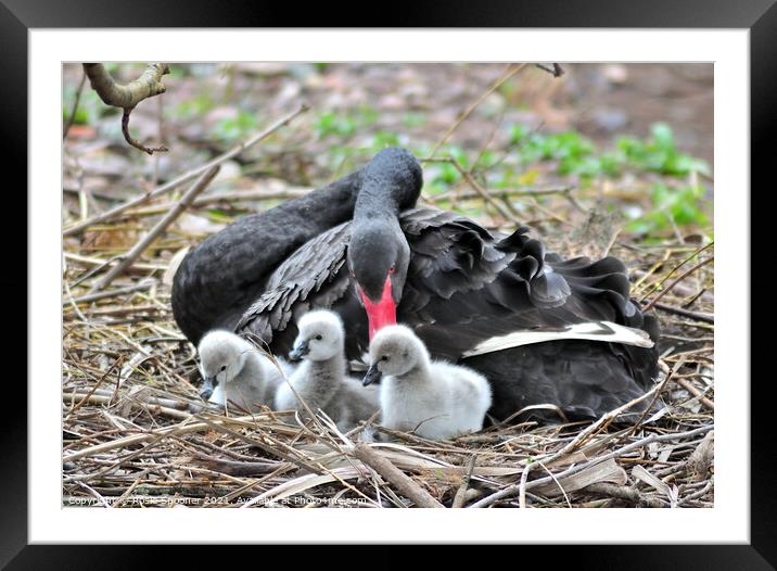 Black Swans and three day old cygnets Framed Mounted Print by Rosie Spooner
