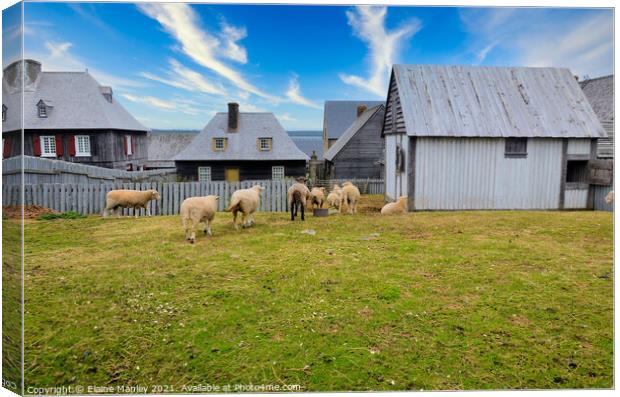 Sheep at Fortress of Louisbourg Canvas Print by Elaine Manley