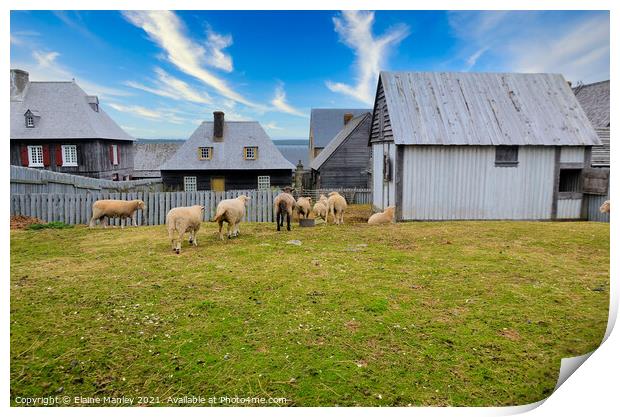 Sheep at Fortress of Louisbourg Print by Elaine Manley