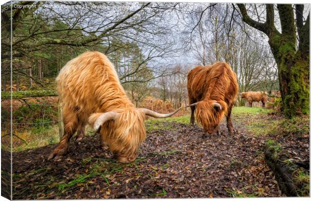 Highland Cows Canvas Print by Adrian Evans