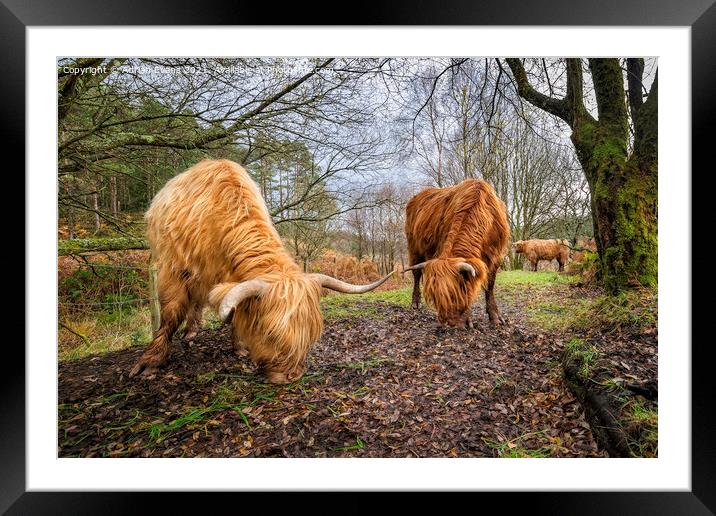 Highland Cows Framed Mounted Print by Adrian Evans