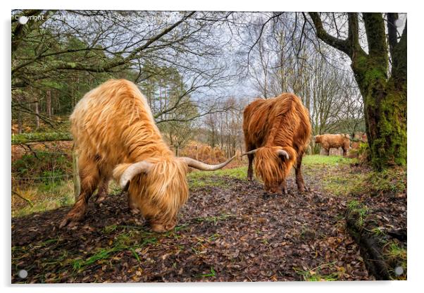 Highland Cows Acrylic by Adrian Evans