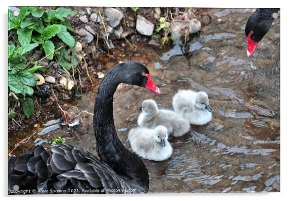 Black Swan cygnets first swim at Dawlish  Acrylic by Rosie Spooner