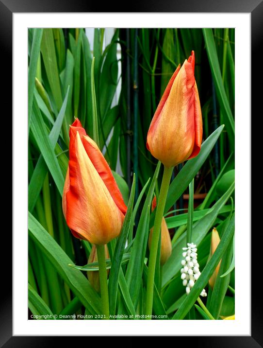 Vibrant Spring Symphony Framed Mounted Print by Deanne Flouton