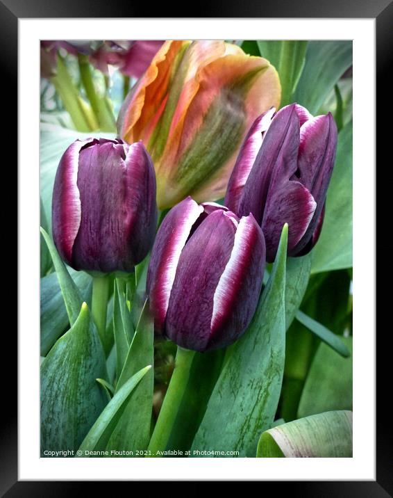  Trio of Tulips Framed Mounted Print by Deanne Flouton