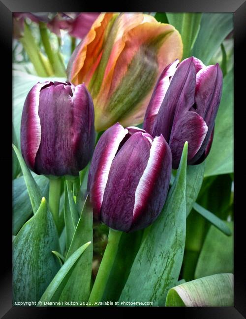  Trio of Tulips Framed Print by Deanne Flouton