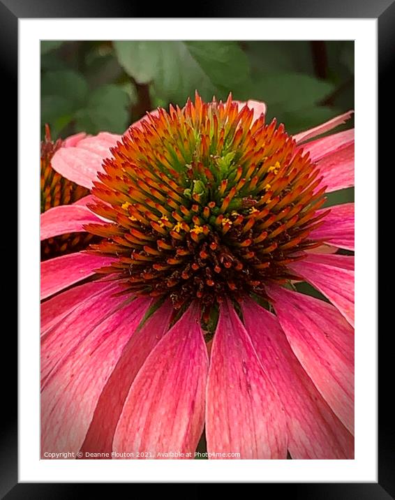 Regal Red Coneflower Framed Mounted Print by Deanne Flouton