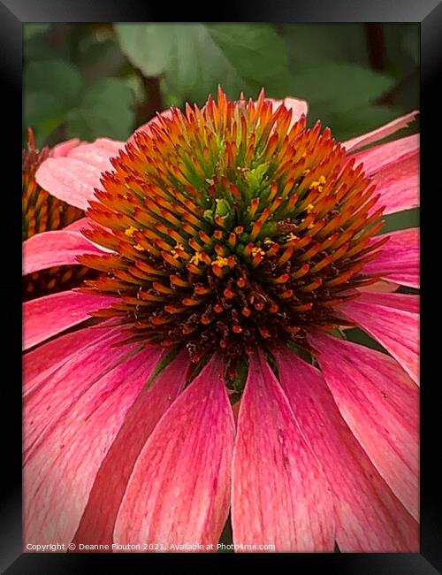 Regal Red Coneflower Framed Print by Deanne Flouton