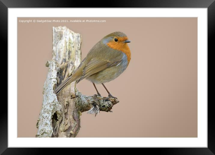 European robin Framed Mounted Print by GadgetGaz Photo