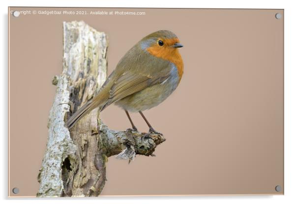 European robin Acrylic by GadgetGaz Photo