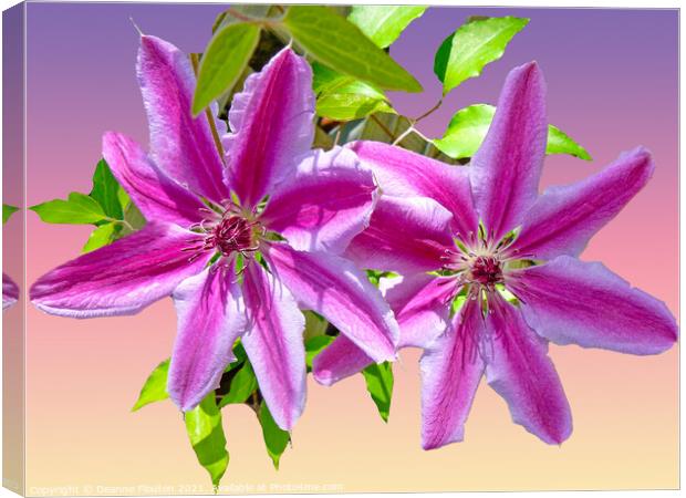 Majestic Clematis Blooms Canvas Print by Deanne Flouton