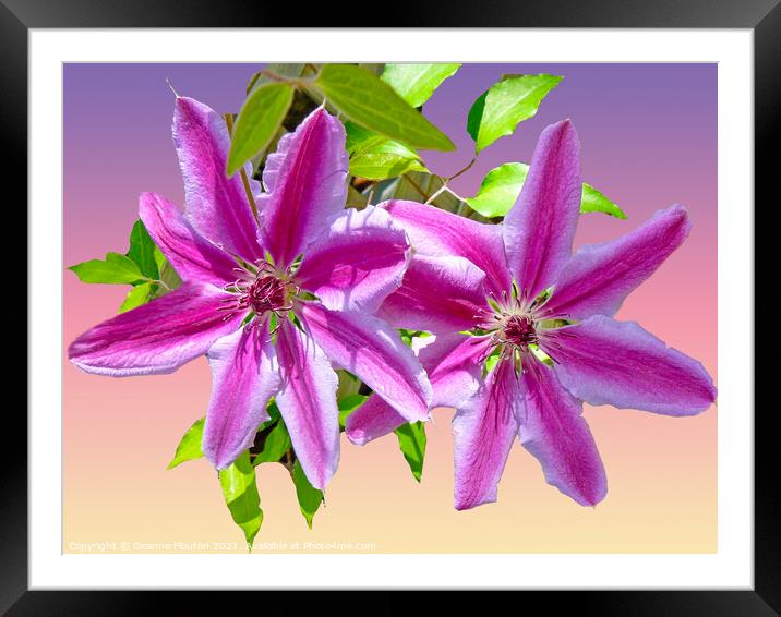 Majestic Clematis Blooms Framed Mounted Print by Deanne Flouton