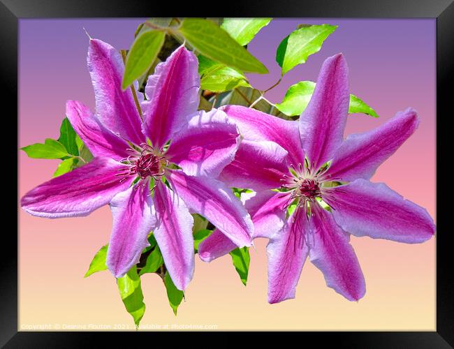 Majestic Clematis Blooms Framed Print by Deanne Flouton