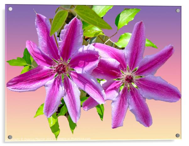 Majestic Clematis Blooms Acrylic by Deanne Flouton