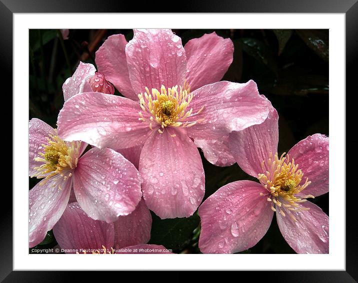 Rain Kissed Pink Clematis Framed Mounted Print by Deanne Flouton