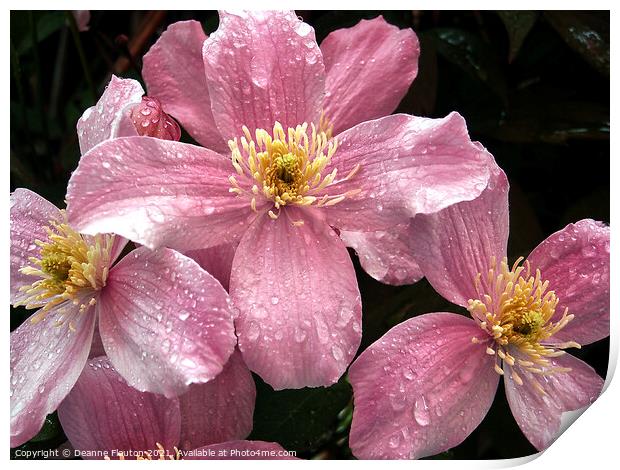 Rain Kissed Pink Clematis Print by Deanne Flouton