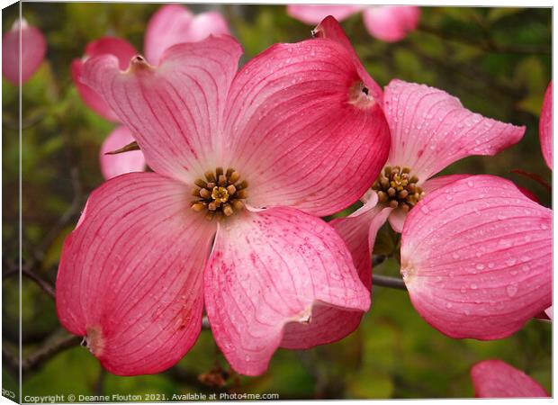 Vibrant Red Dogwood Blossom Canvas Print by Deanne Flouton