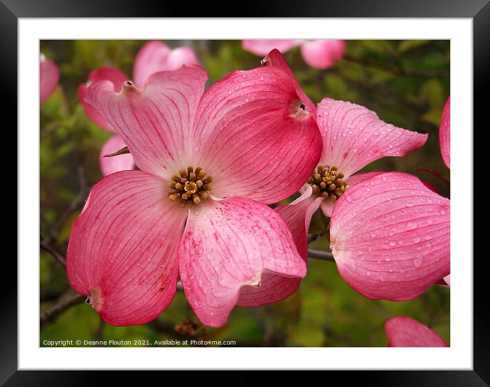 Vibrant Red Dogwood Blossom Framed Mounted Print by Deanne Flouton