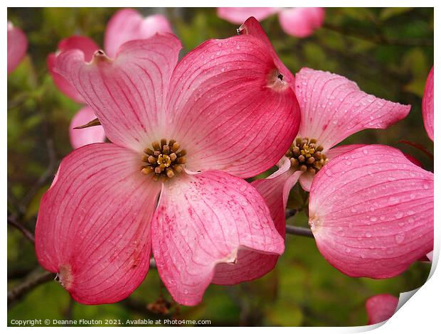 Vibrant Red Dogwood Blossom Print by Deanne Flouton