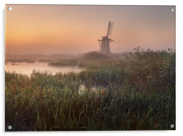 Herringfleet Windmill - Sunrise Acrylic by Anthony White