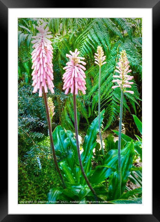 Pink Spikey Blossoms Framed Mounted Print by Deanne Flouton