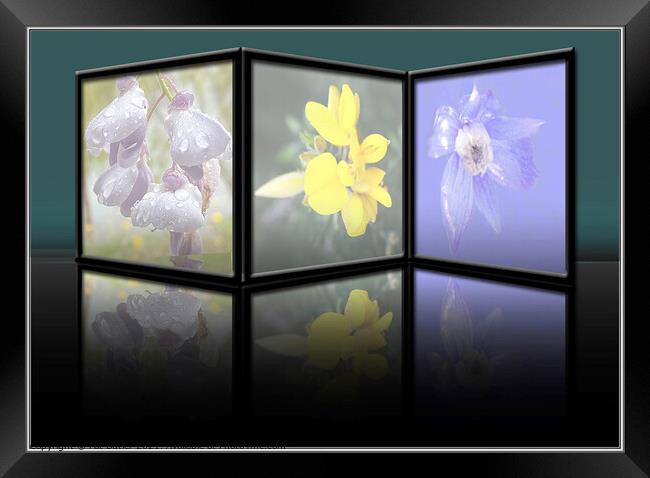 Flower reflections. Framed Print by Pat Butler