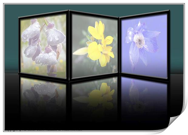 Flower reflections. Print by Pat Butler