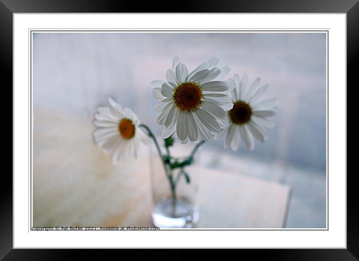Three Daisies Framed Mounted Print by Pat Butler