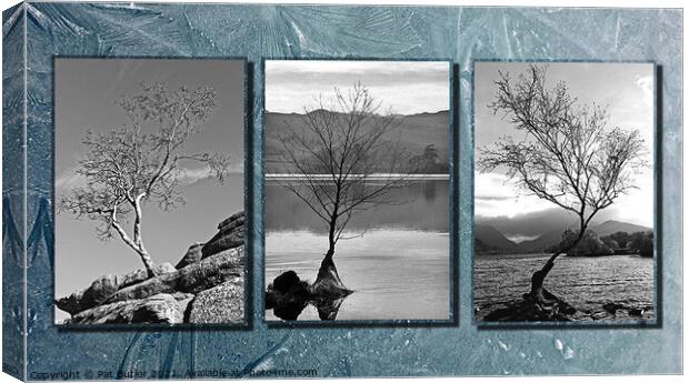 Three lonely trees. Canvas Print by Pat Butler