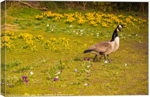 Spring's Dawn with Canada Geese Canvas Print by Holly Burgess