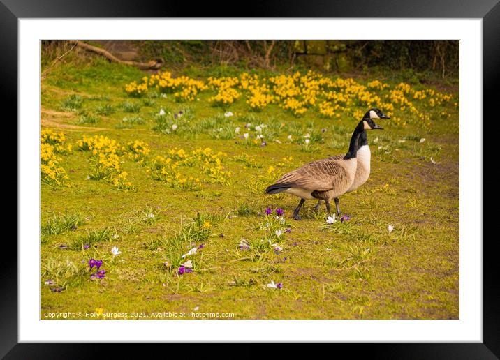 Spring's Dawn with Canada Geese Framed Mounted Print by Holly Burgess